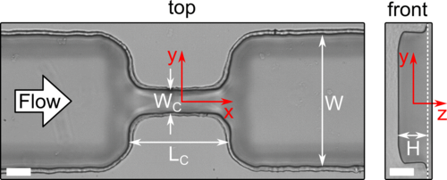 Top view (left) and front view (right) of the microfluidic constriction.