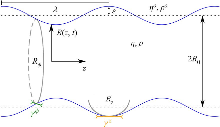 Illustration of the set-up. We consider a complex interface which can be either a liquid jet of Newtonian fluid in the limit of vanishing viscosity  η  or the membrane of a vesicle or cell immersed in a fluid in the limit of the Stokes equation, i.e. density  ρ=0 . The fluid jet is immersed in an ambient fluid with  η<sub>0</sub>,ρ<sub>0</sub> . The cylindrical interface of initial radius  R<sub>0</sub>  (dashed line) is subjected to a periodic perturbation with amplitude ϵ (solid blue line). The interface is parametrised by the position along the cylinder axis z and the radius  R(z,t) . We consider the interfacial tension in the axial direction (orange) different from that in the azimuthal direction (green), both of which contribute to the membrane force acting onto the fluid with different curvature components (grey circles).