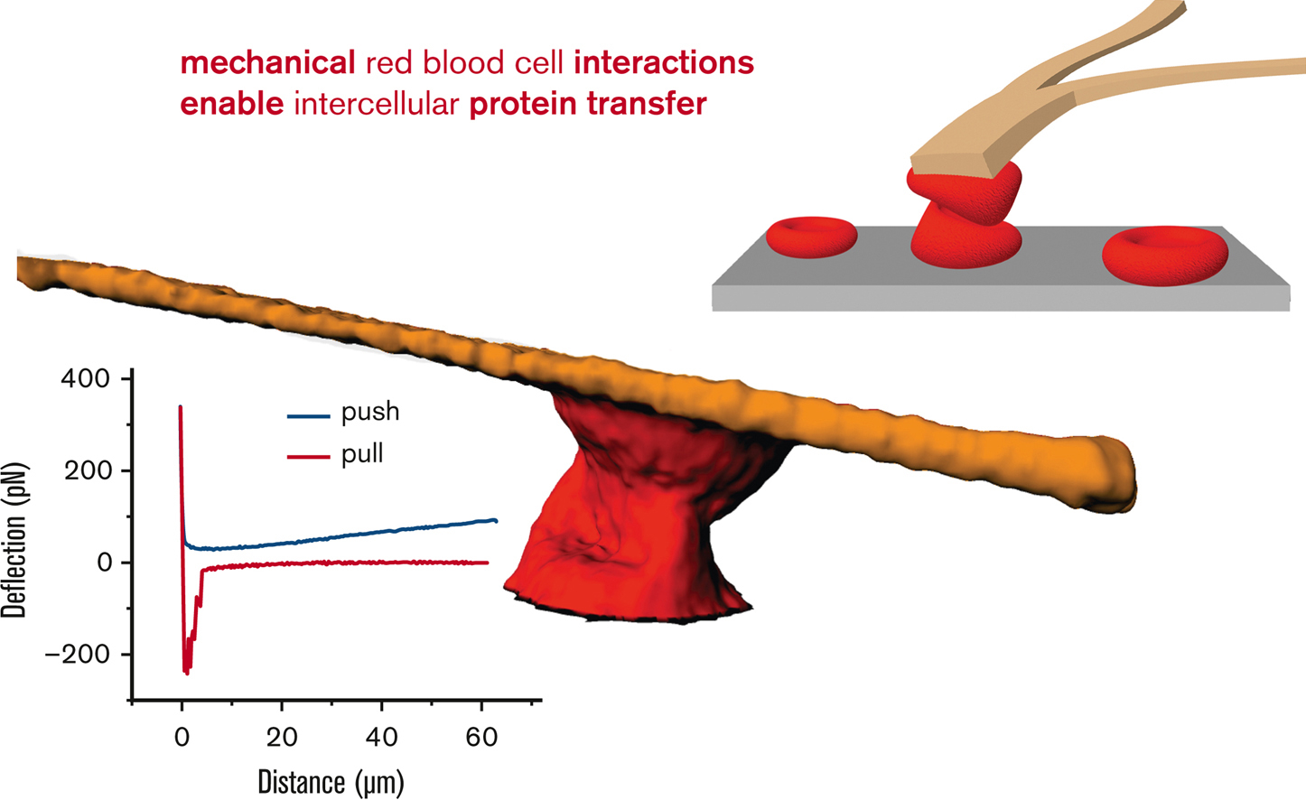 Mechanical red blood cell interactions enable intercellular protein transfer.