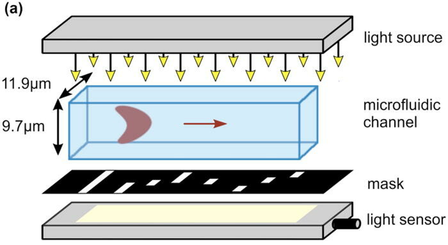 Single cells in a microfluidic channel are passing the optical detection zone. In the simulated setup, the cells are illuminated by a collimated light source and the transmitted light is modulated by a binary amplitude mask that is placed in between the channel and a simple light sensor.