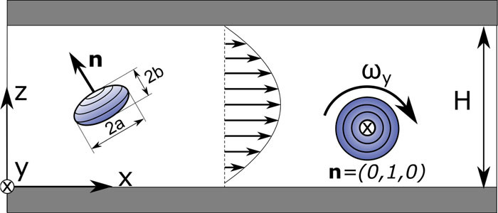 An oblate spheroid orienting in a pressure-driven flow to perform a stable log-rolling state.