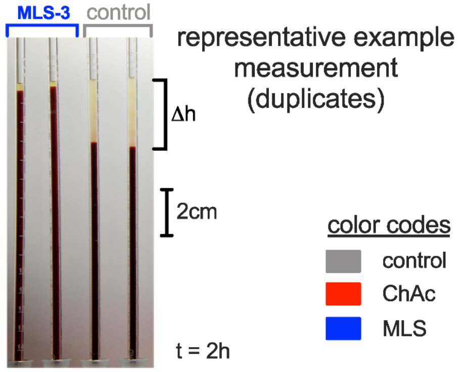 Comparison of the erythrocyte sedimentation rate (ESR) between neuroacanthocytosis patients and healthy controls. ESR measurement setup: Standard Westergren tubes were filled with full blood and left to rest. The sedimentation height was measured over time. The picture was taken after 2 h. The first two tubes contain blood from an MLS patient, and the last two tubes contain blood from a healthy control donor. 