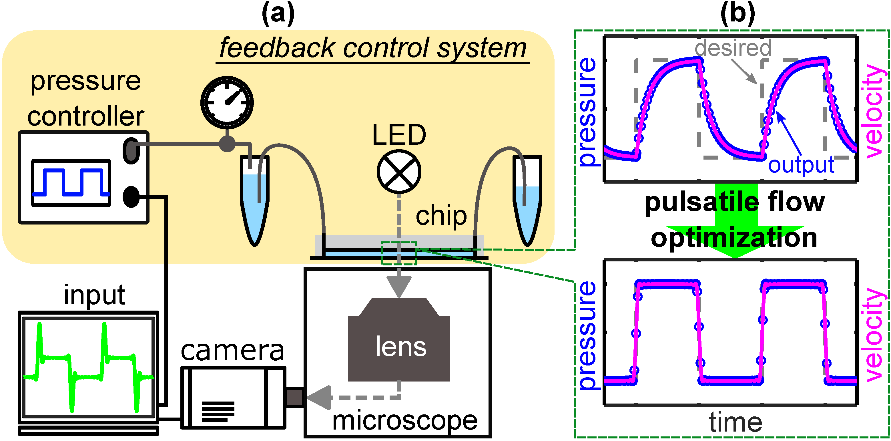 (a) Schematic representation of the microfluidic setup. The feedback control system consists of the pressure controller and sensor, the tubing, the sample containers, and the microfluidic chip. The effect of the optimization approach is schematically shown in (b). While the non-optimized device output pressure deviates from the desired waveform (top), the optimization approach enhances the time-dependent pressure output and hence the flow velocity in the microfluidic chip (bottom).