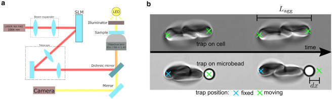 Graphical Abstract